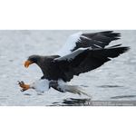 SonyAlpha1CameraFotoMirrorlessFullFrame30fps501MPAFinTimpReal8K4K120p