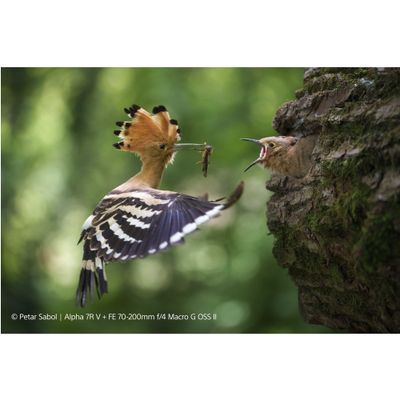 Sony FE 70-200mm F4 G OSS II Obiectiv Foto Mirrorless Full Frame