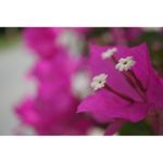 sony-alpha-a5100-ilce-5100l-b--sel16-50mm-e-mount--20-1mp-wifi-nfc-fullhd-rs125014192-2-66756-12