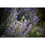 lensbaby-twist-60-nikon-50979-4-518