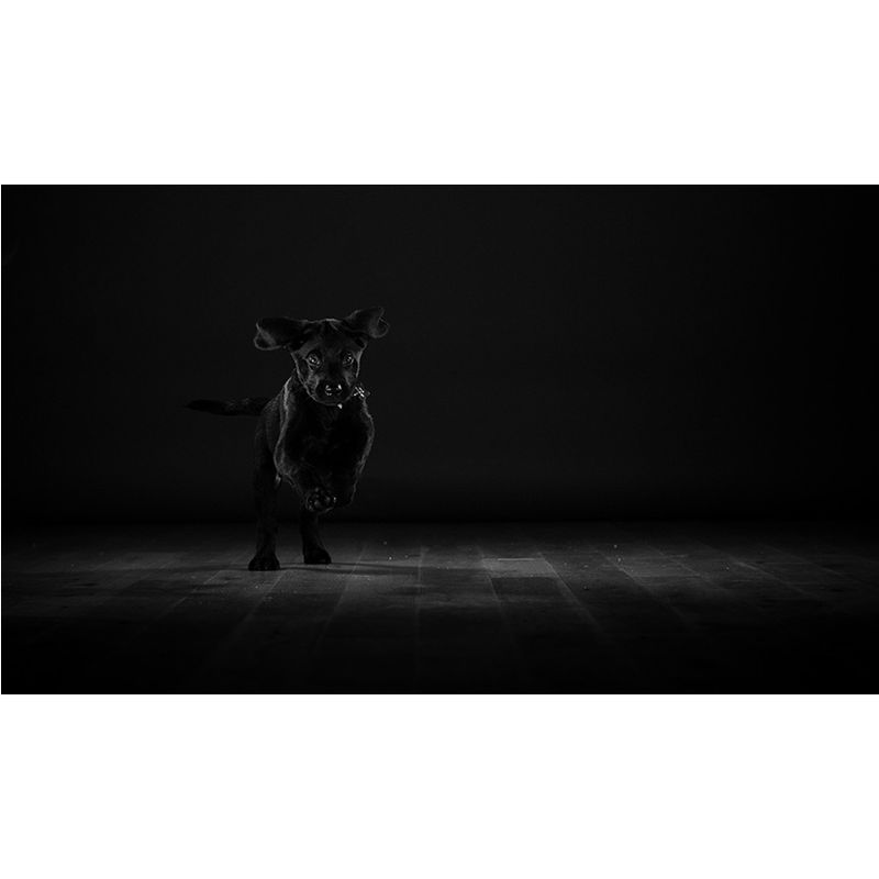 panasonic-lumix-dmc-gh5-kit-lumix-12-60mm-f-3-5-5-6-g-vario-asph--power-o-i-s-59504-166-100