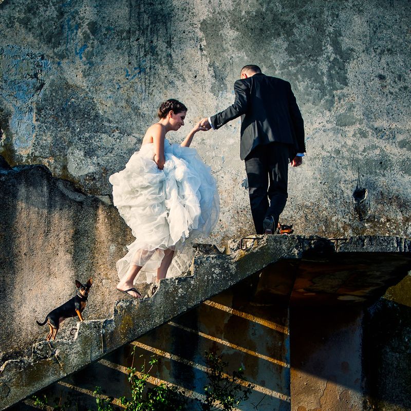 bride_doggies