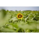 samyang-50mm-t1-5-as-umc-vdslr-montura-sony-a-36666-3