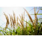 samyang-50mm-t1-5-as-umc-vdslr-montura-sony-a-36666-4