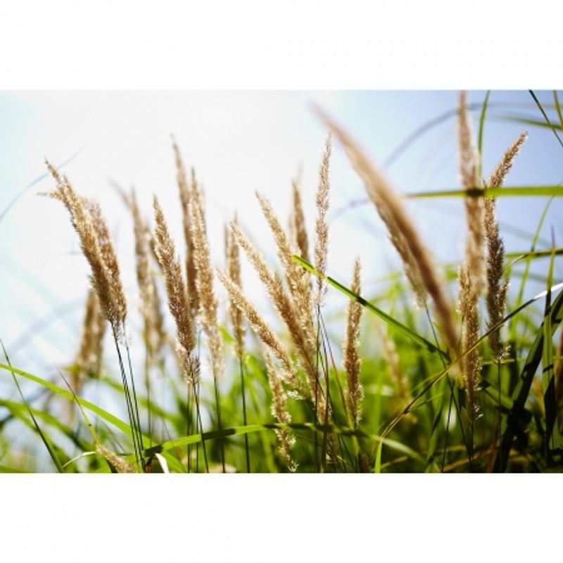 samyang-50mm-t1-5-as-umc-vdslr-montura-sony-a-36666-4
