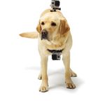 gopro-fetch-prindere-pentru-caine-36972-2