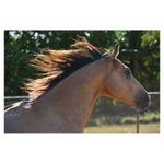 nikon-d5200-negru-af-s-dx-18-55mm-f-3-5-5-6-g-vr-24330-18