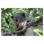 canon-eos-600d-18-55-dc-iii--fara-is--75-300-dc-26597-7