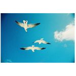 lomography-la-sardina-flash-el-capitan-27601-7