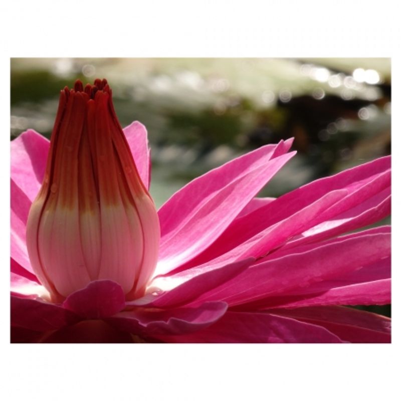 olympus-sh-50-negru-28268-5