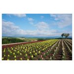sony-a3000-kit-sel-18-55-f3-5-5-6-20-mpx--full-hd-29145-15