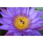 sony-cyber-shot-dsc-qx100-camera-zoom-optic-3-6x-pentru-smartphone-29347-8