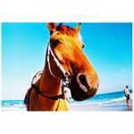 lomography-aparat-la-sardina--amp--flash-st-tropez-2-29563-5