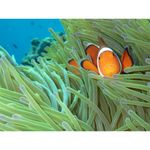 ricoh-wg-4-gps-albastru-32624-8