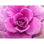 ricoh-wg-4-gps-albastru-32624-11