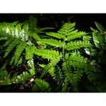 ricoh-wg-4-gps-albastru-32624-12