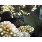 ricoh-wg-4-gps-albastru-32624-14