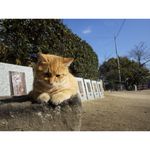 ricoh-wg-4-gps-albastru-32624-15