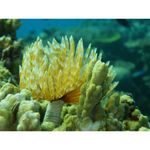 ricoh-wg-20-alb-32628-5
