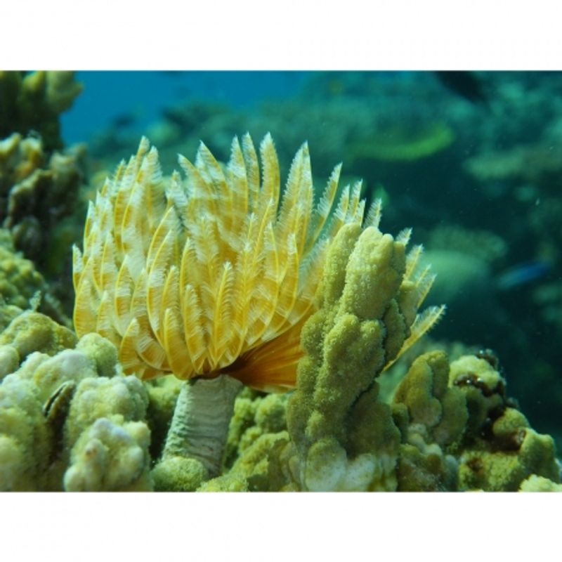 ricoh-wg-20-alb-32628-5