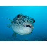 ricoh-wg-20-alb-32628-7
