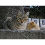 ricoh-wg-20-alb-32628-8