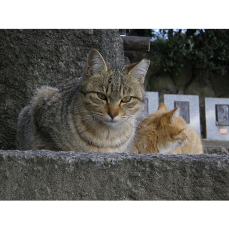 ricoh-wg-20-alb-32628-8