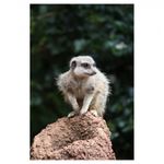 canon-eos-1200d-ef-s-18-55mm-f-3-5-5-6-dc--fara-stabilizare--32756-18