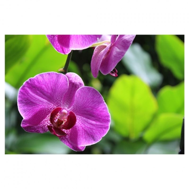 canon-eos-1200d-ef-s-18-55mm-f-3-5-5-6-dc--fara-stabilizare--32756-19