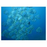 nikon-coolpix-aw120-adventurer-kit--portocaliu-34528-7