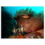 nikon-coolpix-aw120-adventurer-kit--portocaliu-34528-8