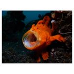 nikon-coolpix-aw120-adventurer-kit--portocaliu-34528-11