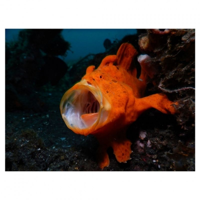 nikon-coolpix-aw120-adventurer-kit--portocaliu-34528-11