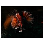 nikon-coolpix-aw120-adventurer-kit--portocaliu-34528-12