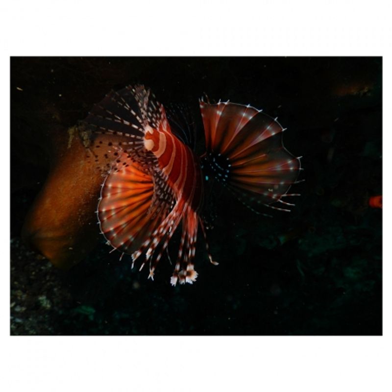 nikon-coolpix-aw120-adventurer-kit--portocaliu-34528-12