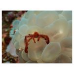 nikon-coolpix-aw120-adventurer-kit--portocaliu-34528-13