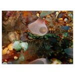 nikon-coolpix-aw120-adventurer-kit--portocaliu-34528-14