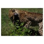 sony-aparat-foto-slt-a77ii-ilca-77ii-sal16-50mm-34634-18