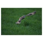 sony-aparat-foto-slt-a77ii-ilca-77ii-sal16-50mm-34634-20