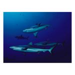 water-light-time-david-doubilet-28390-3