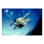 water-light-time-david-doubilet-28390-4