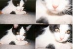 actionsampler5