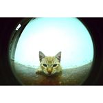 lomography-fisheye-2-brazilian-summer-aparat-foto-film--52002-266-780