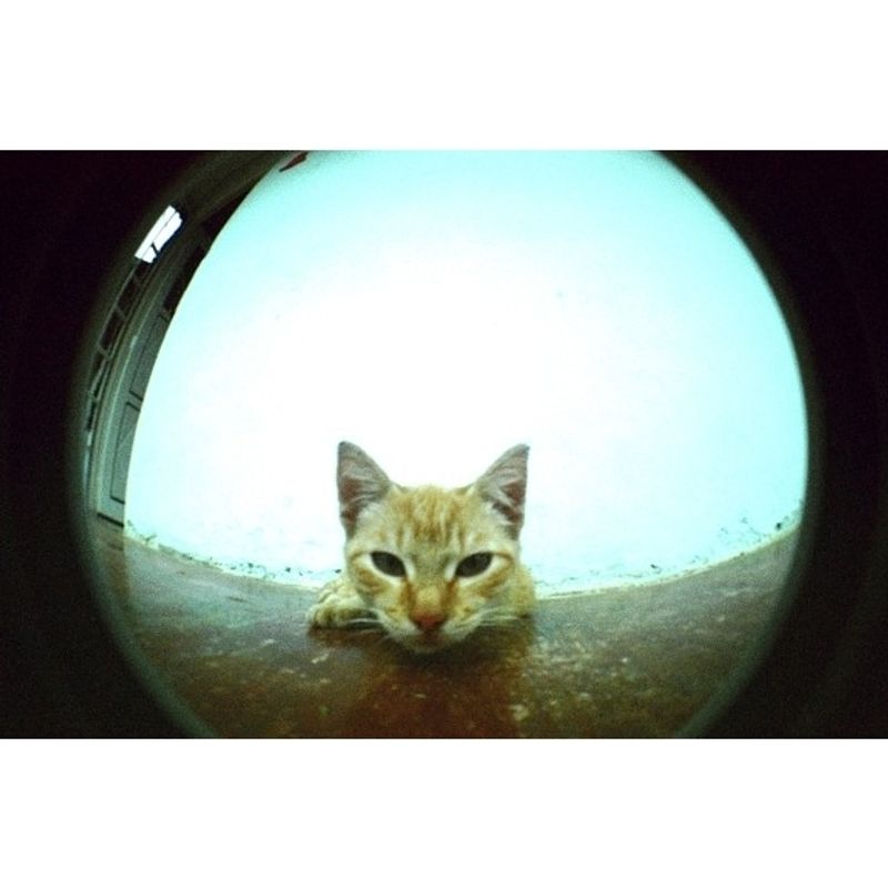 lomography-fisheye-2-brazilian-summer-aparat-foto-film--52002-266-780
