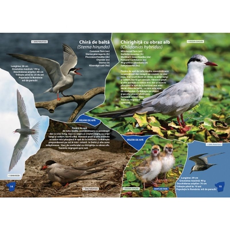 album-promovare-delta-dunarii-34288-1