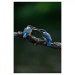nikon-d610-body-fatbox-67542-14
