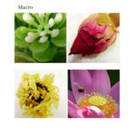 lieqi-lq-008-set-4in1-lentile-conversie-pentru-smartphone-argintiu-39764-475-282