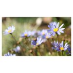 sigma-17-50mm-f-2-8-dc-ex-hsm-os--stabilizare-de-imagine--nikon-af-s-dx-13230-14