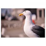 nikon-af-s-nikkor-28-300mm-f-3-5-5-6g-ed-vr-16161-6