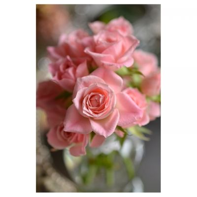 Nikon AF-S DX Micro-NIKKOR 40mm f/2.8G